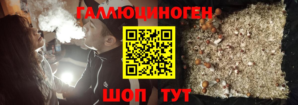Галлюциногенные грибы Psilocybe Казань
